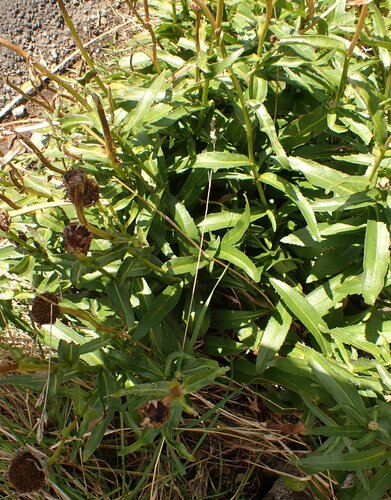 Shasta Daisy plant photo (Leucanthemum × superbum)