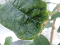 Xylella fastidiosa