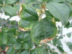 Xylella fastidiosa
