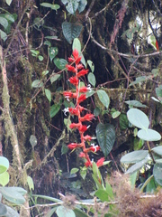 Guzmania lehmanniana