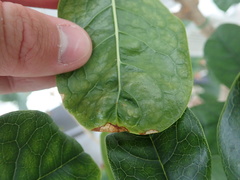 Xylella fastidiosa