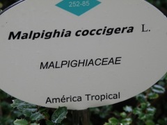 Malpighia coccigera