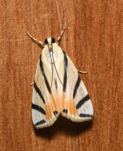 Dichogama