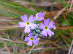 Primula incana