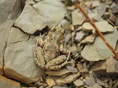 Pelodytes hespericus