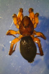Gnaphosa bicolor