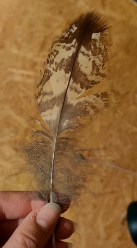 View observation of {o.common_name} on iNaturalist