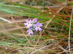 Primula incana