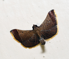 Hypsopygia amoenalis