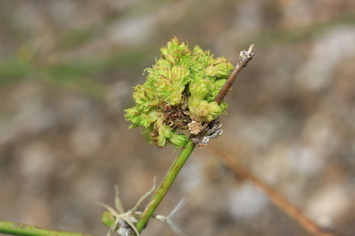 skeletonweed gall mite