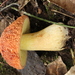 Xerocomus hortonii - Photo (c) Alan Rockefeller, some rights reserved (CC BY), uploaded by Alan Rockefeller