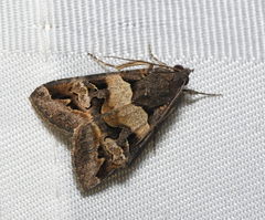 Melipotis trujillensis