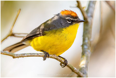 Myioborus brunniceps