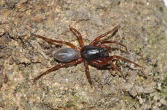 Dysdera erythrina