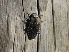 Chrysobothris octocola