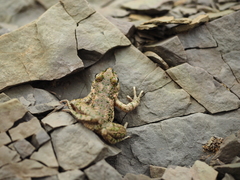 Pelodytes hespericus