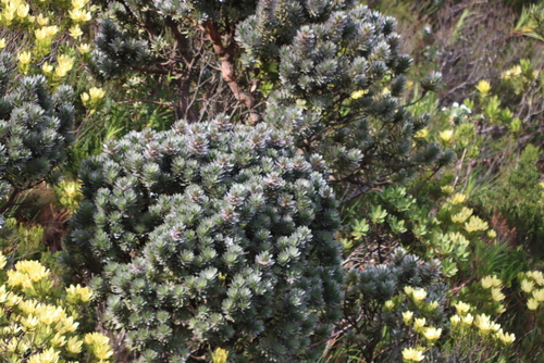Mimetes arboreus, photograph 3