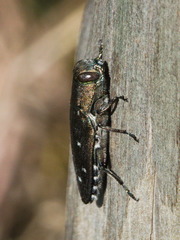 Chrysobothris octocola
