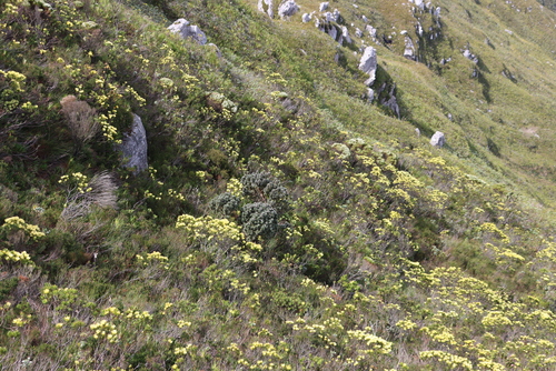 Mimetes arboreus, photograph 5