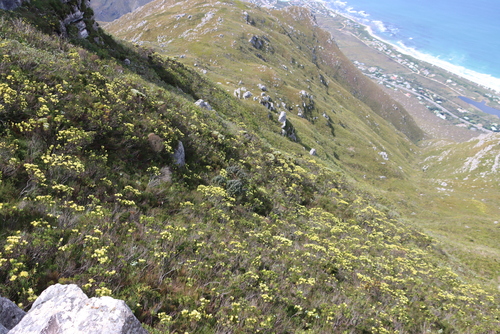 Mimetes arboreus, photograph 4