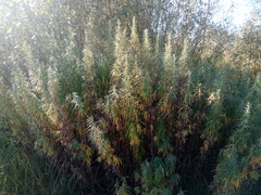 Artemisia umbrosa