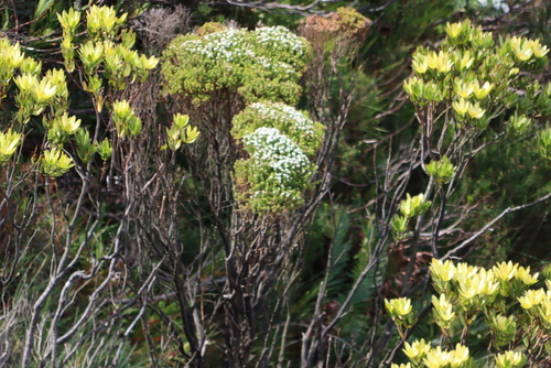 Berzelia dregeana (Berzelia dregeana)