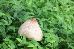 Macrolepiota colombiana