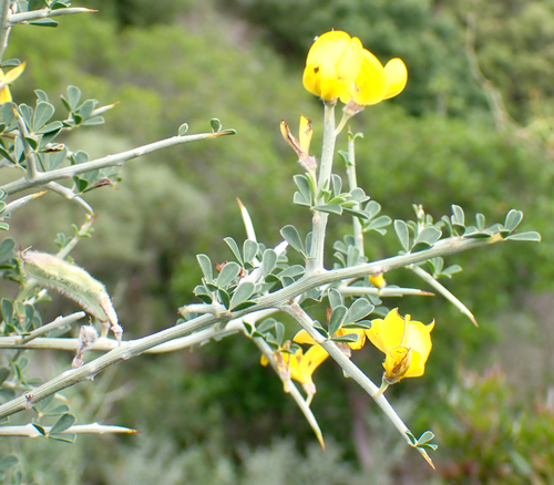 Avistamiento Calicotome villosa