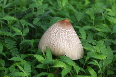 Macrolepiota colombiana