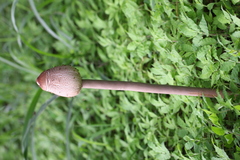 Macrolepiota colombiana