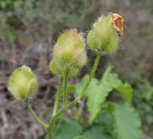 Avistamiento Cistus populifolius