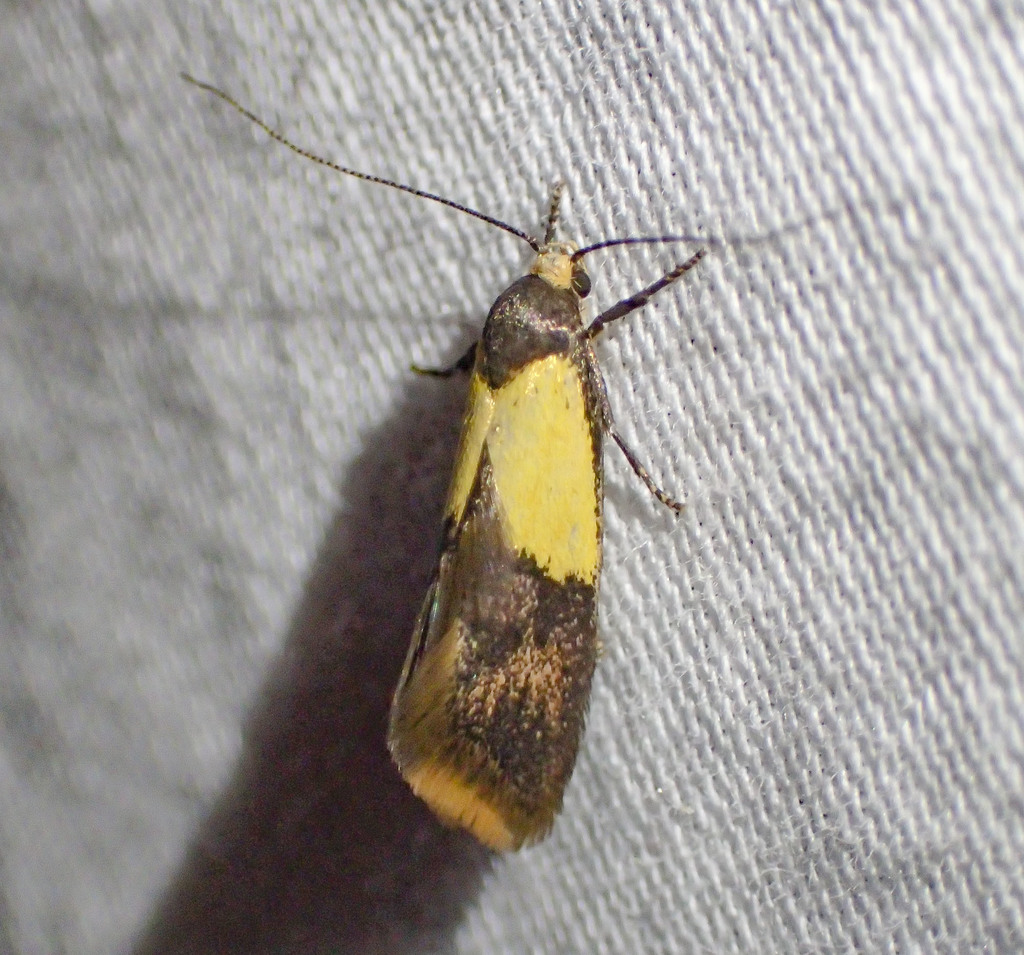Hemibela thymodes