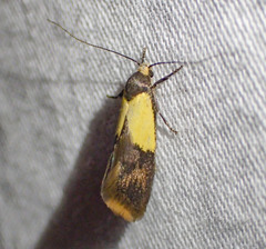 Hemibela thymodes
