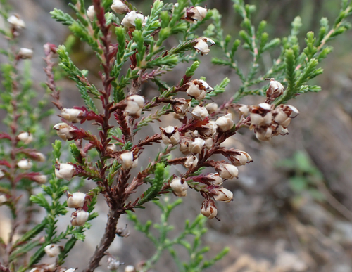 Avistamiento Calluna vulgaris