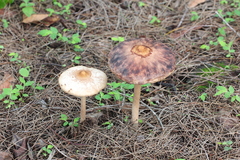 Macrolepiota colombiana