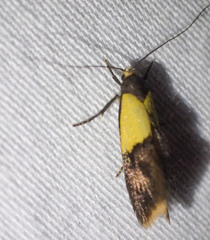 Hemibela thymodes