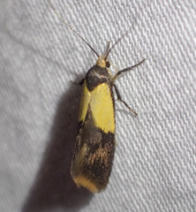 Hemibela thymodes
