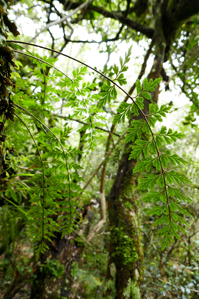 Asplenium affine (Asplenium affine)