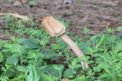 Macrolepiota colombiana