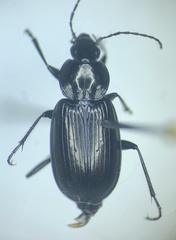Agonum corvus