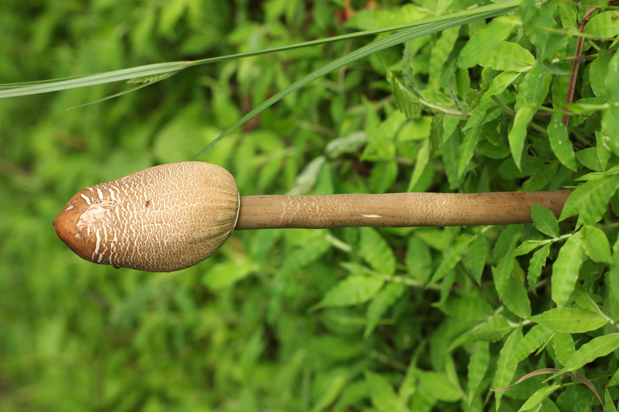 Macrolepiota colombiana image