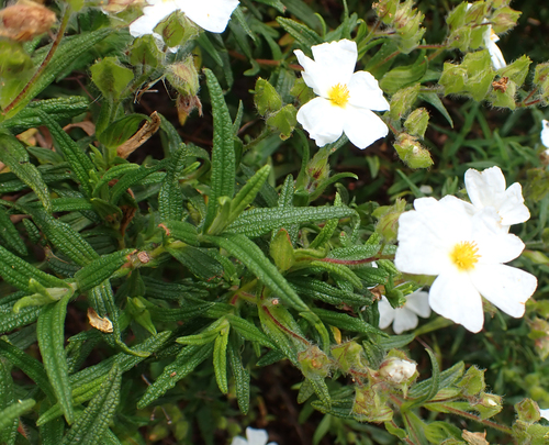 Avistamiento Estepa negra (Cistus monspeliensis)