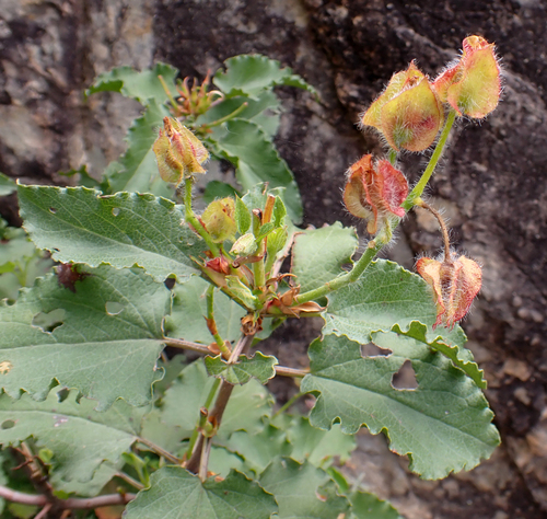 Avistamiento Cistus populifolius