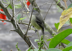 Tyrannulus elatus