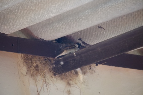 House Sparrow