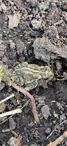 American Toad
