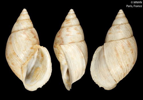Drymaeus dunkeri