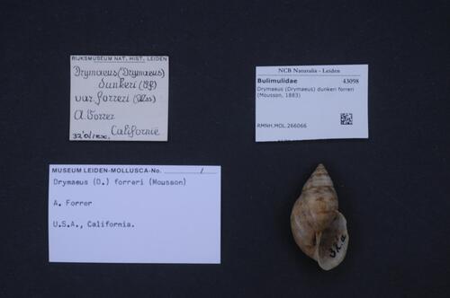 Drymaeus dunkeri
