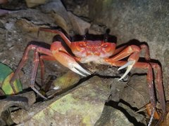 Tiwaripotamon edostilus