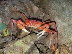 Tiwaripotamon edostilus